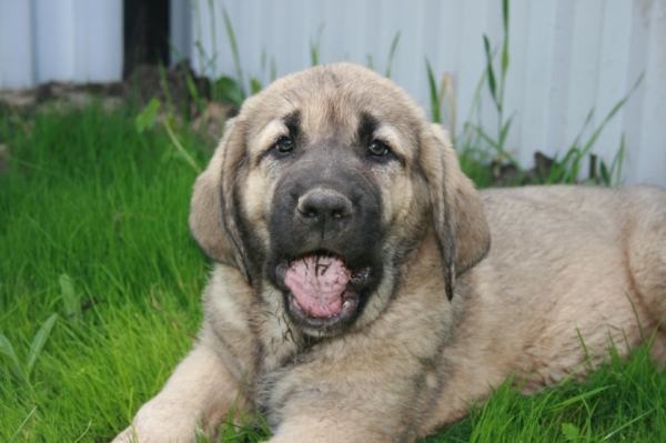 Aisha 2 months - daughter of Neron de Filandon and Komtesa Sofie Tornado Erben
Neron de Filandon x Komtesa Sofie Tornado Erben
12.04.2008 

Keywords: puppyrussia cortedemadrid