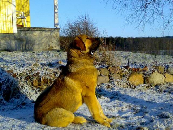 Dozy Dragon Herbu Wielka Lapa
8months
(Druso de la Aljabara x Bancia Dobra Rasa) 
Keywords: satu dozy puppy