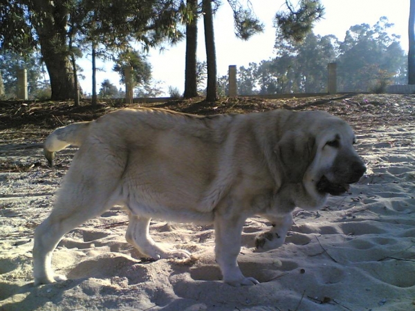 Plutón de Alexpar (Moroco de Fuenteminbre X Melga de Galisancho)
PLUTÓN DE ALEXPAR (5 meses y medio)
