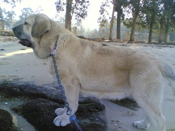 Plutón de Alexpar (Moroco de Fuenteminbre X Melga de Galisancho)
PLUTÓN DE ALEXPAR (5 meses y medio)
