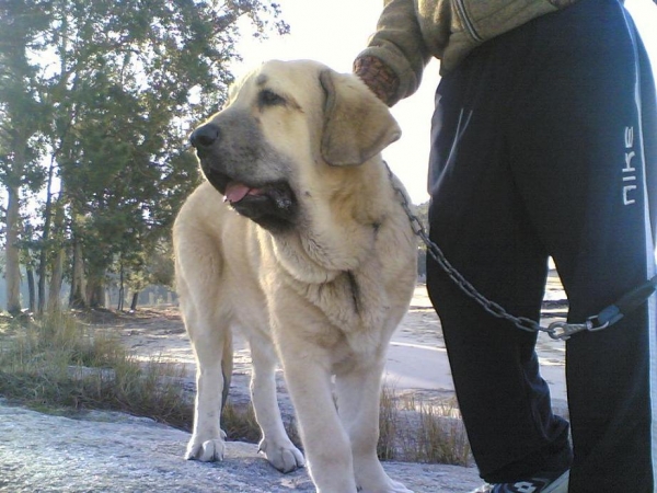 Plutón (5 y medio)
Hijo de Moroco de Fuenteminbre X Melga de Galisancho
