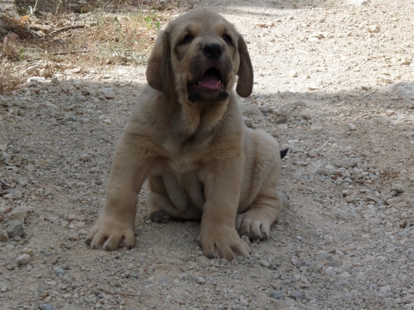 Cachorro Altos de Valdearazo born 11.06.2009
Vulcano de Fuente Mimbre X Vulcana I de Fuente Mimbre

Mots-clés: puppyspain ALTOS DE VALDEARAZO