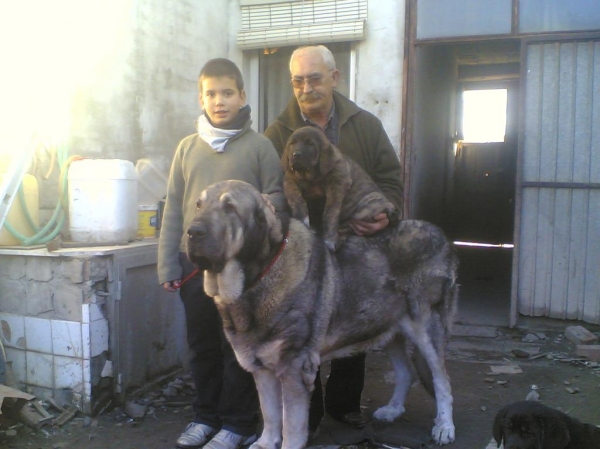 BRIBÓN & SERIO de Autocan - Nov 2007
He is called BRIBÓN is a son of SERIO and BELLA of Autocan (León - Spain).

He is 1 month and 22 days of old and his weight is 12.300 kg. 
Keywords: conde