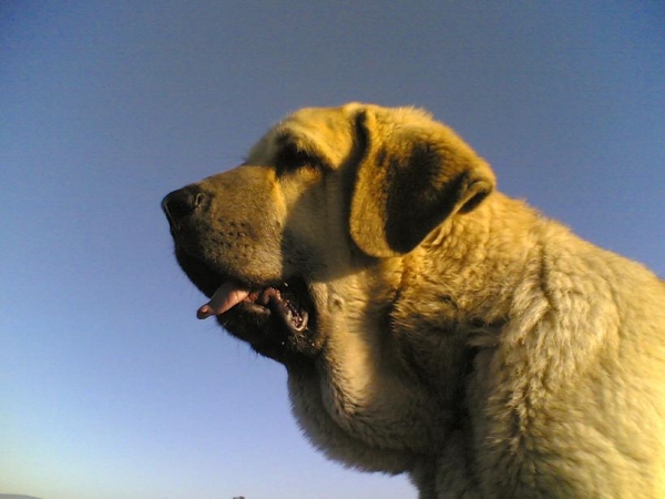 Plutón (5 meses y medio)
Hijo de Moroco de Fuenteminbre X Melga de Galisancho
