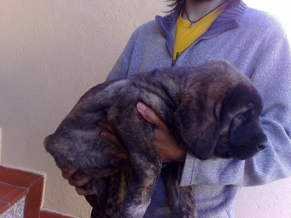 BRIBÓN de AUTOCAN - Nov 2007
He is called BRIBÓN is a son of SERIO and BELLA of Autocan (León - Spain).

He is 1 month and 22 days of old and his weight is 12.300 kg. 
Keywords: conde puppyspain puppy cachorro