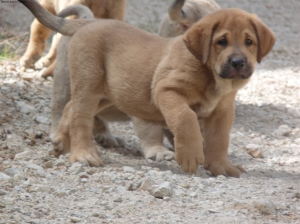 Cachorro Altos de Valdearazo born 11.06.2009
Vulcano de Fuente Mimbre X Vulcana I de Fuentemimbre

Keywords: puppyspain ALTOS DE VALDEARAZO