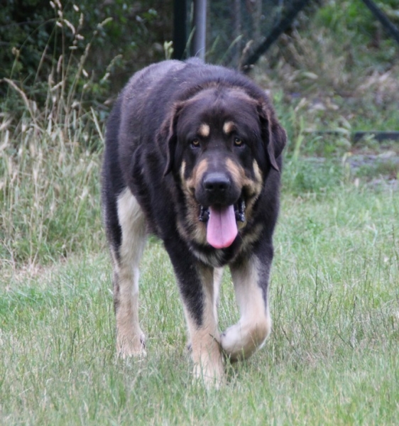 Drenko de Filandon
19 months
Ringo de Reciecho X Duquesa
Keywords: kromagnon