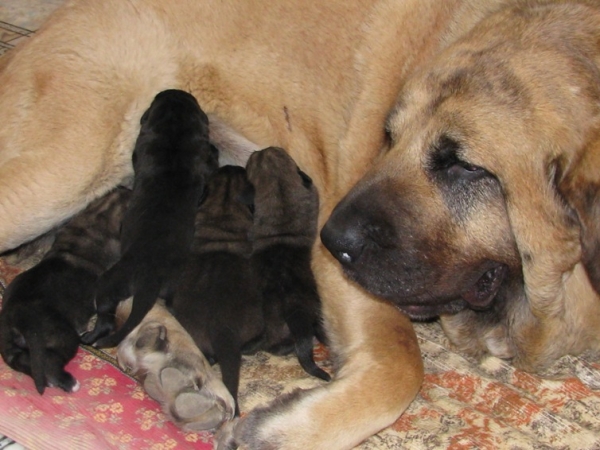 Zhuzha Sinko Zemplina with her first puppies 09.08.2009
الكلمات الإستدلالية(لتسهيل البحث): puppyrussia cortedemadrid