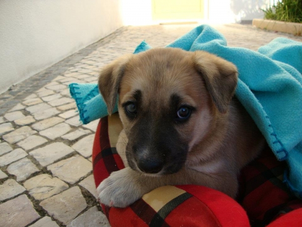 one month old. they were born in the dunes near the beach.
one month old. they were born in the dunes near the beach. Please please need foster care or adoption. Urgent.
we have 3 dogs and a cat and we can not take care of them. if we do not find families for them, unfortunatly they will go to a kennel

5 cachorros (3 machos, 2 hembras)
tienen un mes de vida. han nacido en las dunas cerca de la playa. por favor necesitan familias de acogida o adopción urgentemente.
tenemos 3 perros y un gato y no podemos hacernos cargo de ellos por mucho tiempo. si no encontramos familias para ellos, desafortunadamente irán a una perrera
