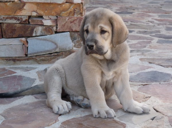 Cachorro Altos de Valdearazo born 11.06.2009 
Vulcano de Fuente Mimbre X Vulcana I de Fuente Mimbre

Keywords: puppyspain ALTOS DE VALDEARAZO