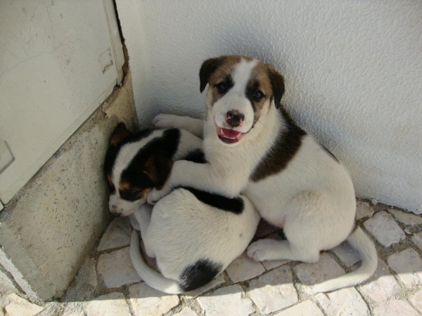 one month old. they were born in the dunes near the beach
one month old. they were born in the dunes near the beach. Please please need foster care or adoption. Urgent.
we have 3 dogs and a cat and we can not take care of them. if we do not find families for them, unfortunatly they will go to a kennel

5 cachorros (3 machos, 2 hembras)
tienen un mes de vida. han nacido en las dunas cerca de la playa. por favor necesitan familias de acogida o adopción urgentemente.
tenemos 3 perros y un gato y no podemos hacernos cargo de ellos por mucho tiempo. si no encontramos familias para ellos, desafortunadamente irán a una perrera
