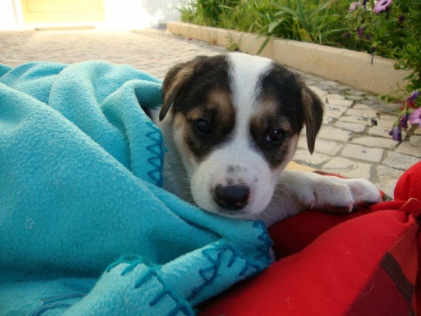 one month old. they were born in the dunes near the beach
one month old. they were born in the dunes near the beach. Please please need foster care or adoption. Urgent.
we have 3 dogs and a cat and we can not take care of them. if we do not find families for them, unfortunatly they will go to a kennel

5 cachorros (3 machos, 2 hembras)
tienen un mes de vida. han nacido en las dunas cerca de la playa. por favor necesitan familias de acogida o adopción urgentemente.
tenemos 3 perros y un gato y no podemos hacernos cargo de ellos por mucho tiempo. si no encontramos familias para ellos, desafortunadamente irán a una perrera
