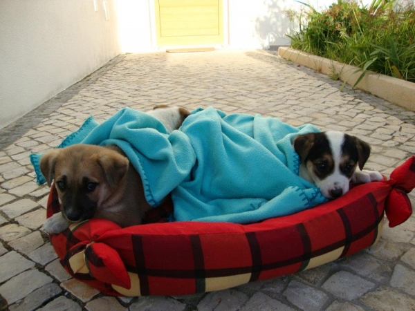 5 cachorros (3 machos, 2 hembras)
one month old. they were born in the dunes near the beach. Please please need foster care or adoption. Urgent.
we have 3 dogs and a cat and we can not take care of them. if we do not find families for them, unfortunatly they will go to a kennel

5 cachorros (3 machos, 2 hembras)
tienen un mes de vida. han nacido en las dunas cerca de la playa. por favor necesitan familias de acogida o adopción urgentemente.
tenemos 3 perros y un gato y no podemos hacernos cargo de ellos por mucho tiempo. si no encontramos familias para ellos, desafortunadamente irán a una perrera
