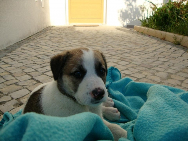 5 PUPPY Without home, 5 cachorros sin hogar
5 puppies (3 male, 2 female).
one month old. they were born in the dunes near the beach. Please please need foster care or adoption. Urgent.
we have 3 dogs and a cat and we can not take care of them. if we do not find families for them, unfortunatly they will go to a kennel

5 cachorros (3 machos, 2 hembras)
tienen un mes de vida. han nacido en las dunas cerca de la playa. por favor necesitan familias de acogida o adopción urgentemente.
tenemos 3 perros y un gato y no podemos hacernos cargo de ellos por mucho tiempo. si no encontramos familias para ellos, desafortunadamente irán a una perrera

Keywords: MASTIN, MIX, PUPPY, German Shepherd