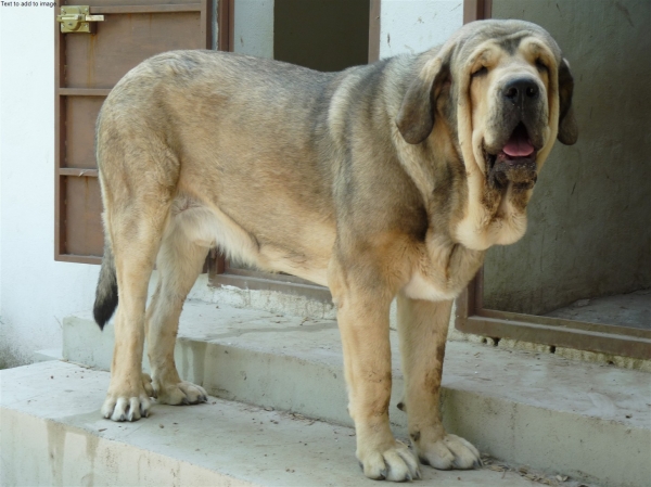 VULCANO DE FUENTEMIMBRE - father of Altos de Valdearazo puppies born 11.06.09
CARBONERO DE FUENTEMIMBRE x SOBIA DE ABLANERA
Keywords: Valdearazo