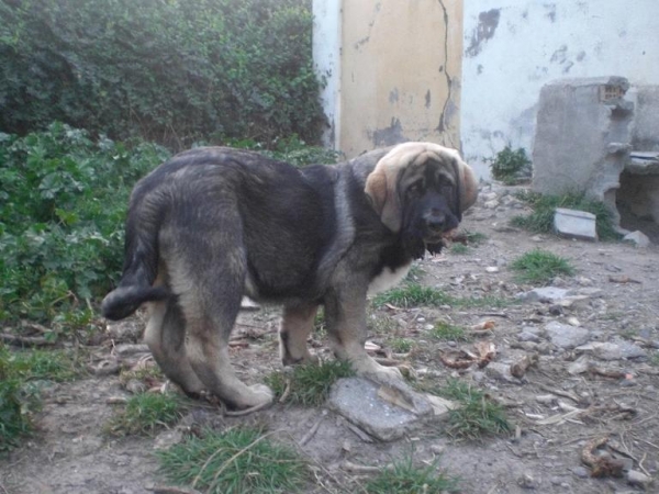 Bachata de la Gorgoracha
Keywords: puppyspain gorgoracha