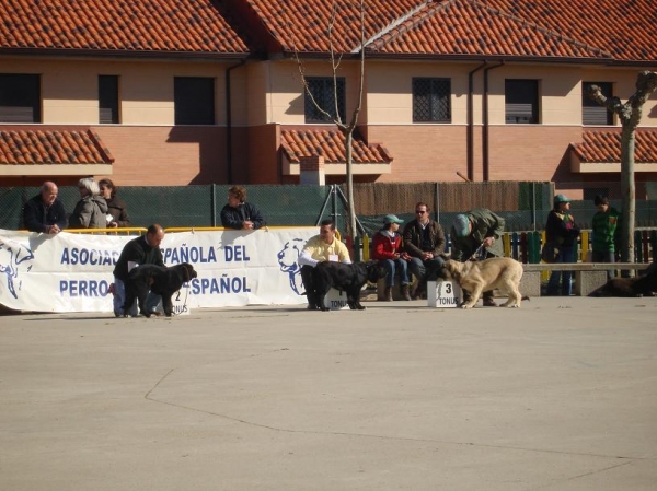 BORA DE LA GORGORACHA 1ª MUY CACHORRA EN VIANA DE CEGA 2009
Keywords: 2009 puppyspain gorgoracha