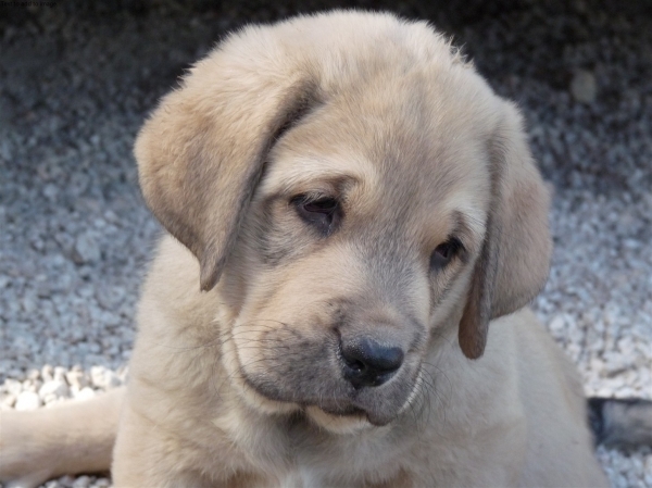 Cachorro Altos de Valdearazo born 11.06.2009
Vulcano de Fuente Mimbre X Vulcana I de Fuente Mimbre

Keywords: puppyspain ALTOS DE VALDEARAZO