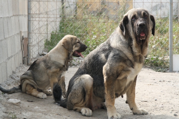 bachata de la gorgoracha y falcon 
bachata de la gorgoracha y falcon 
Keywords: GORGORACHA