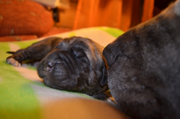 Puppies of Madridsky Dvor
Little brindle son of Inca de Hazas de Cesto - 1 day
Keywords: cortedemadrid