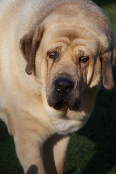 Orson DE HAZAS DE CESTO
24/04/2007
Bulnes DE TORREANAZ X Coral DE HAZAS DE CESTO


Keywords: orson