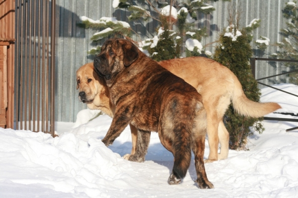 Banderas s Madridskogo Dvora 17 months (Neron de Filandon x Hessi Mastibe) and Anabel s Madridskogo Dvora (Neron de Filandon x Komtesa Sofie Tornado Erben)
Keywords: snow nieve