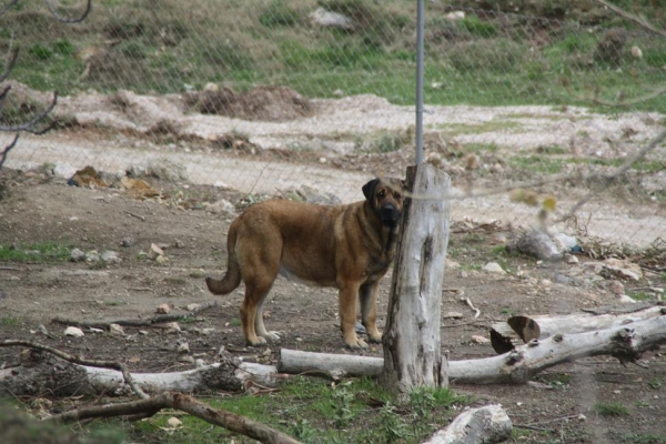 VENTISCA DE DANCA COTUFA
Keywords: gorgoracha