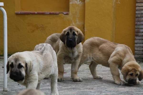 CACHORROS DE LA GORGORACHA 3 MESES
Keywords: gorgoracha