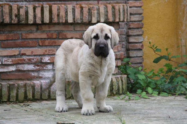 ELVIRA DE LA GORGORACHA (ONEGA DE CAMPOLLANO Y JUCA)
Keywords: gorgoracha