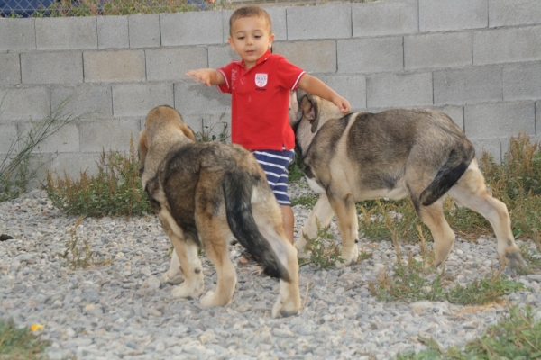 yera, falcon y fofito de la gorgoracha 
Keywords: GORGORACHA