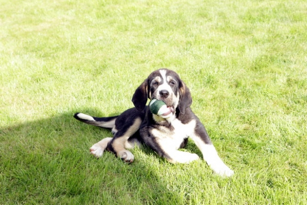 Puppy of Simba and Baggi -  born 07.05.2008 
Jorgito Tornado Erben (Simba) x Motley House Bagira Papillion (Baggi)
07.05.2008 

Keywords: puppyrussia emastif