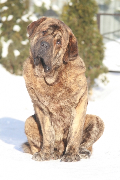 Banderas s Madridskogo Dvora 17 months (Neron de Filandon x Hessi Mastibe)
Keywords: snow nieve