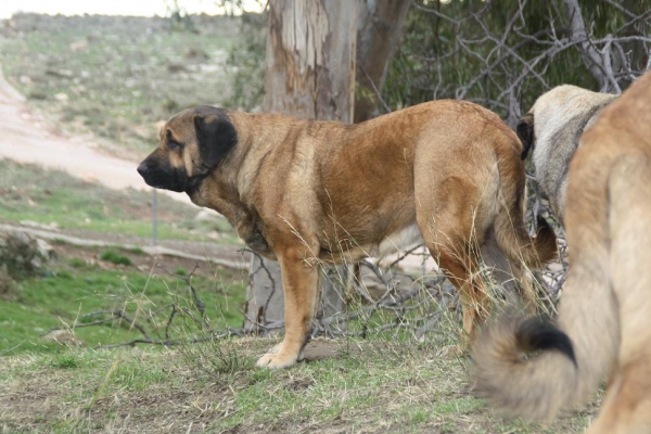 VENTISCA DE DANCA COTUFA
Keywords: gorgoracha