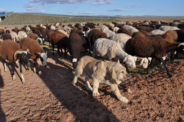 ASTUN  del  VIEJO  PARAMO
A CASA 
Keywords: flock leonvera