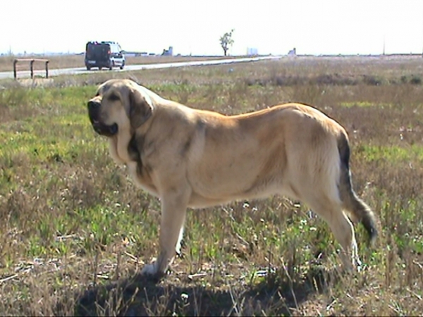 ASTUN DEL VIEJO PARAMO 10 MESES
ASTUN DEL VIEJO PARAMO 10 MESES
Keywords: LEONVERA