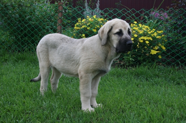 Aisha s Madridskogo 
(Neron de Filandon x Komtesa Sofie Tornado Erben)
Keywords: puppyrussia cortedemadrid