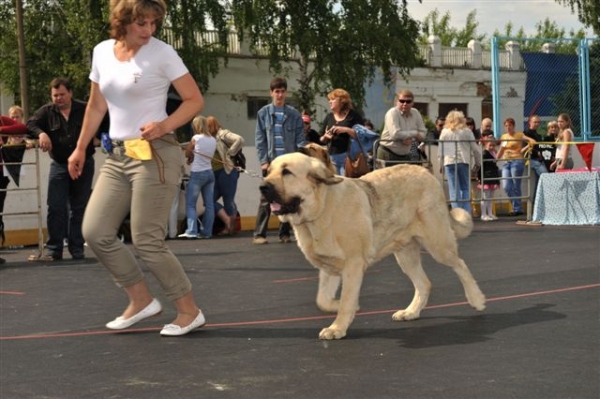 Aisha s Madridskogo Dvora - Junior class females, The Cup of Pro Pac 2009, Noginsk, 07.06.09 
Keywords: 2009