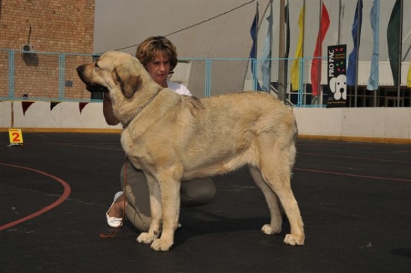 Aisha s Madridskogo Dvora - Junior class females, The Cup of Pro Pac 2009, Noginsk, 07.06.09 
Keywords: 2009