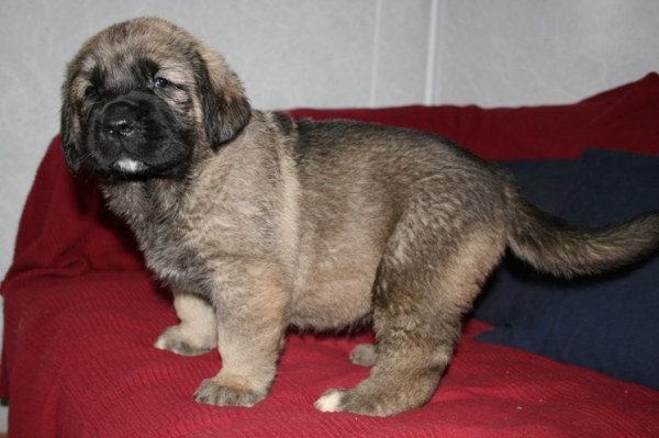 Aisha 1 month - daughter of Neron de Filandon and Komtesa Sofie Tornado Erben
Neron de Filandon x Komtesa Sofie Tornado Erben
12.04.2008 

Keywords: puppyrussia cortedemadrid