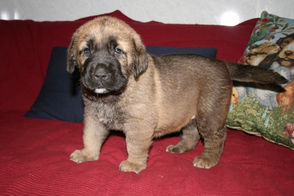 Alba 1 month - daughter of Neron de Filandon and Komtesa Sofie Tornado Erben
Neron de Filandon x Komtesa Sofie Tornado Erben
12.04.2008 

Keywords: puppyrussia cortedemadrid