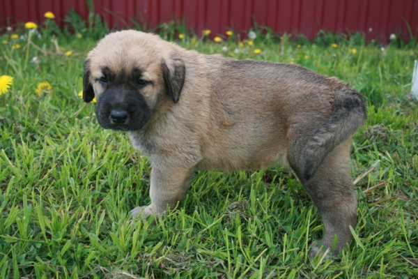 Anabel 1 month - daughter of Neron de Filandon and Komtesa Sofie Tornado Erben
Neron de Filandon x Komtesa Sofie Tornado Erben
12.04.2008 

Keywords: puppyrussia cortedemadrid