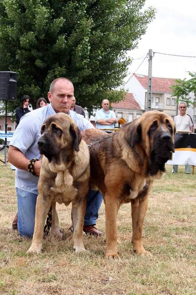 Anibal y Zeltia DE BASILLON, clasificados 1ª, clase pareja - concurso AEPME. XINZO DE LIMIA 2008
Keywords: 2008 Basillon