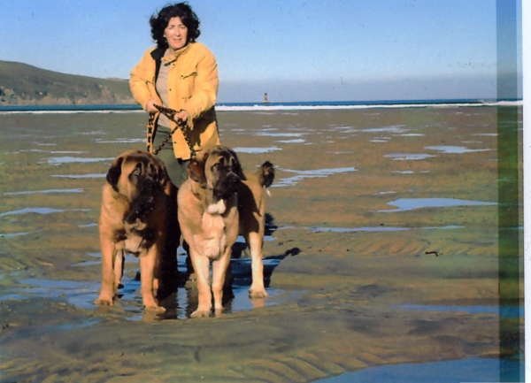 Anibal y Zeltia de Basillon
en su paseo por la playa
Keywords: basillon mastines