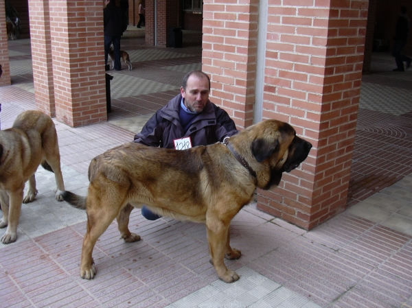 Anibal de Basillon en clase jóven - Internacional Zaragoza 08
Keywords: mastin de basillon