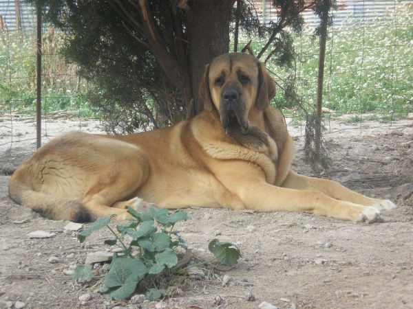 Aragon del  Viejo  Paramo  11 meses
Keywords: LEONVERA