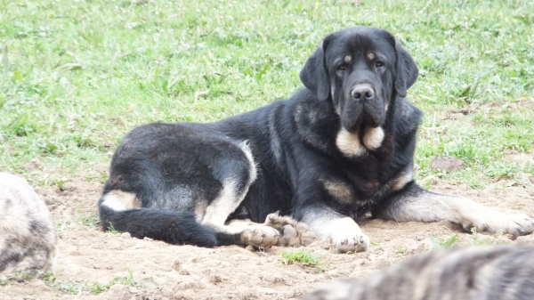 Arrax de Anaise. Libre de caderas. Libre de codos.Libre de Filibrinas. Monta Natural. Padre cachorros (17 meses)
Keywords: anaise