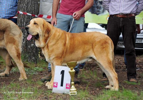 ARROGANTE DAS UCES - Exc 1º intermedia machos  Camposagrado 2016
Keywords: 2016 dasuces