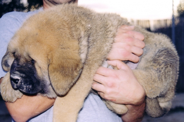 Arto de Alzavaran
Keywords: alzavaran puppyspain puppy cachorro