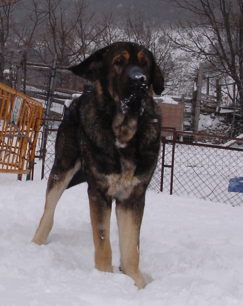 Aslan de Puerto Canencia 25 meses
Ch. Barco de Montes del Pardo X Loba de Los Piscardos
Keywords: canencia