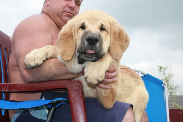 Aurora s Madridskogo 3 months 
(Neron de Filandon x Komtesa Sofie Tornado Erben)
12.04.2008
Keywords: puppyrussia cortedemadrid